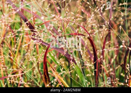 Paincum virgatum 'Red Metal' erbe ornamentali Foto Stock