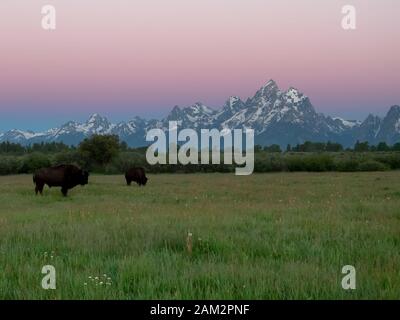 dawn fucilata di bisonte e della grande montagna di teton nel wyoming Foto Stock