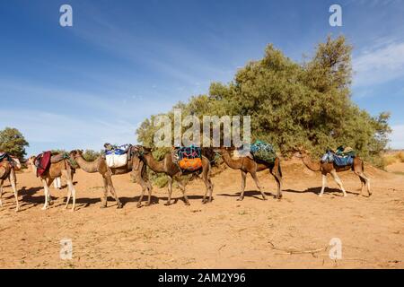 Carovana di cammelli nel deserto del sahara, i cammelli sono in piedi con il carico sulle loro spalle, Marocco Foto Stock