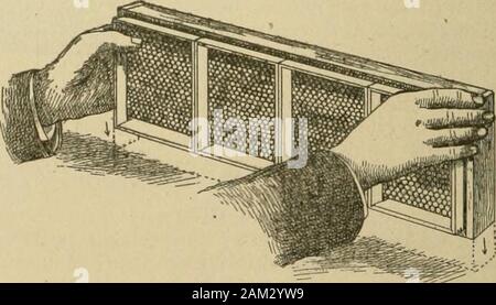 Spighe nella cultura delle api . FIG. 4.-ritirare^ING il cuneo. Questo metodo completamente non lontano con thefussy il lavoro di taglio della fondazione fino intosmall pezzi e quindi di passare attraverso il slowprocess di mettere due pezzi di foundationin ogni sezione con una piastra riscaldante macchina; andit evita il fastidio di avere un occasione di al-sezione di miele viziati da avente la fondazione cadere fuori dal peso di thebees. Questo sistema è perfetto per la sua operationsand risultati. È possibile riempire quattro sezioni withit in meno tempo di quanto è possibile uno con anyhot-piastra o altro metodo, esso assicura la sezione aperfect di miele Foto Stock