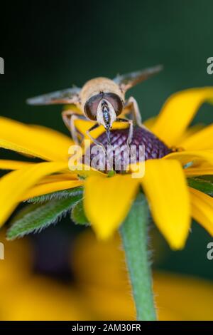 Il dronefly è un grande, 14 a 18 millimetri di lunghezza, ape-come hoverfly. Il suo addome è marrone scuro e ha una forma a cuneo giallo, ocra o giallo rossastro Foto Stock