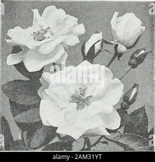 Farquhar's garden : annuale 1922 . fiori rossi che non la dissolvenza. Yvonne Rabier. Fiori bianchi, sostenuti in cluster. MEMORIAL O ROSE sempreverdi.75 cts. Ogni; $7.50 per doz.; $60.00 per 100. Gardenia. Di colore giallo brillante; fragrante e libera.Wichuraiana. Singola bianco; blumi in cluster. Borbone o ibrido della Cina è salito.75 cts. Ogni; $7.50 pei doz. Più prezioso in estate e in autunno fioritura varietà, requiringonly potatura moderata.Madame Plantier. Bianco puro; molto libera bloomer. ROSA RUGOSA (Ramanas o giapponese Rose)$1,00; $10,00 per doz. {Eccetto dove diversamente prezzati)Queste sono eccellenti per la semina in Foto Stock