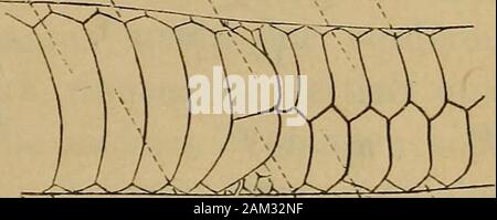 DrH.GBronn's Klassen und Ordnungen des Thier-Reichs : wissenchaftlich dargestellt in Wort und Bild . ale oder einfach anale) bedeckt wird. Je nachdem das dopo- ^, Bauchschilder (Gastrostega^ /&GT;.Schild einfach oder doppelt vorhanden ist, Schwanzschüder(ürostega), c. Dopo-uomo nennt es "vollständig (ganz) oder schilder (Scuta analia), (I. let/.tegetheilt. (Siehe Holzschnitt Fig. 10.) Schuppenreihe. (NachSchreiher.j Die Schilder an der Oberseite des Kopfes jedoch zeigen die grössteMannigfaltigkeit und werden dadurch zu dem wichtigstenTheile systematisch des Schlangenkörpers. Uomo Siebt sich de Foto Stock
