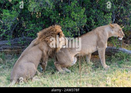 Leone maschio (Panthera leo) avvicinamento leonessa prima di accoppiamento Khwai in concessione, Okavango Delta, Botswana, Sud Africa Foto Stock