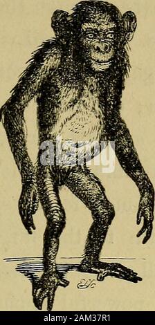 La Mano : il suo meccanismo vitale e dotazioni, come manifestare la progettazione, e che illustra la potenza, la saggezza e la bontà di Dio . CHAPTEK III. La anatomia comparata della mano. In tale indagine, abbiamo davanti a noi che cosa-in strictestsense della parola è un sistema. Del extensivedivision del regno animale che stiamo toreview, vale a dire la vertebrated animali, tutti i individualspossess un cranio per la protezione del cervello,-aheart, implicando un peculiare circolazione,-e cinque distin-guishable organi di senso; ma il grand peculiarità,dove il termine vertebrated è derivato, è di essere fo Foto Stock