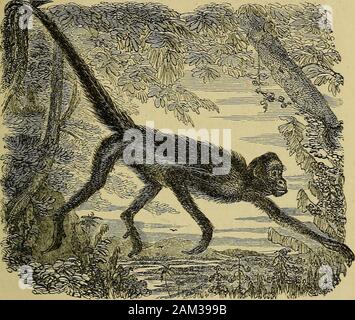 La Mano : il suo meccanismo vitale e dotazioni, come manifestare la progettazione, e che illustra la potenza, la saggezza e la bontà di Dio . N EXTENSIVESYSTEM DEGLI ANIMALI. Abbiamo ouglit per definire la mano come appartenenti exclusivelyto Man-corrispondente nella sua sensibilità e motionto le doti del suo animo, e specialmente a thatingenuity che, attraverso mezzi di esso, converte thebeing chi è più debole in difesa naturale da theruler più animate e inanimate natura. Se vogliamo descrivere la mano, compreso il braccio, come anextremity in cui il pollice e le dita sono opposedto tra di loro in modo da formare uno strumento Foto Stock