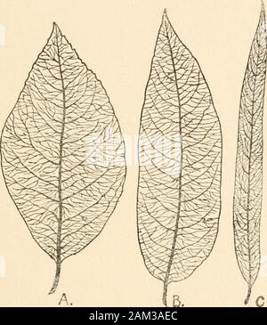 I primi principi dell'eredità; con 75 illustrazioni e diagrms . ach determinanti setof cercando di impressionare durante il sviluppodei l organismo ampiamente differente costituzione su thesuccessive parti organiche. Mentre i determinanti omologhi sono identici intheir effetto per quanto riguarda la parte dell'organismo che theydetermine, essi possono differire in specie affini o varietieswith riguardo alla qualità che impressionare su quella stessa parte. * Gran parte della restante parte di questo capitolo è molto compUcated,ma deve essere dato per ragioni di completezza. Il beginnershould non disperare ma può, se non si è in grado di Foto Stock