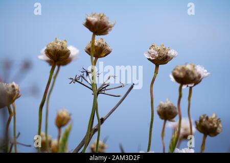 Armeria Maritima pianta dettaglio primo piano sulle sue teste di fiori appassite contro il cielo blu, che cresce alle scogliere di Astoria, Spagna Foto Stock