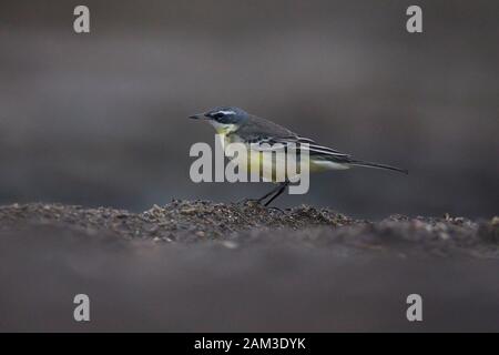 Orientale Wagtail giallo (Motacilla tschutschensis tschutschensis) Foto Stock