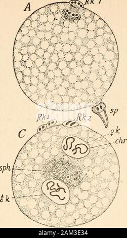 I primi principi dell'eredità; con 75 illustrazioni e diagrms . s nucleo di segmentazione, beingformed dall unione di maschio e femmina del nucleo, thereforenow contiene la sostanza ereditaria di entrambi germe-cellule,materna nonché paterno, e una volta di più possiede fourchromosomes-due dal padre e due da themother. Ciò che è stato realizzato è, infatti, la madre-cella, a partire dalla quale il nuovo individuo nasce nel ordinarymanner della cella-division-cioè i cromosomi splitlengthwise, vagare per i poli opposti, e dintorni,stessi con le due metà separate della cella-corpo, forma Foto Stock