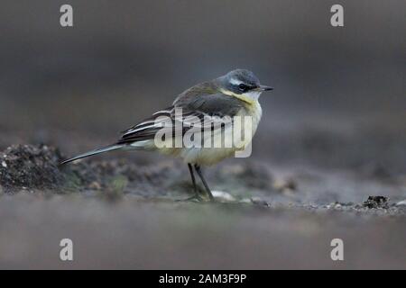 Orientale Wagtail giallo (Motacilla tschutschensis tschutschensis) Foto Stock