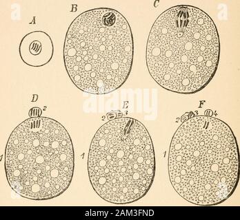 I primi principi dell'eredità; con 75 illustrazioni e diagrms . ulate hisown ora generalmente accettato che i licei-zione dell'ovulo non ha altro scopo che quello di effectthe riduzione dei cromosomi per metà della loro originalnumber. Ma questa divisione di riduzione non è così semplice come justsuggested, perché prima la riduzione del cromo-somes, un raddoppio di essi si verifica per la prima volta, di modo che in ordine toget in ultima analisi il numero ridotto, la divisione ha luogo varare due volte. Abbiamo, per fare un esempio, un uovo-cella con fourchromosomes prima della maturazione. Questo uovo-cella, come itripens, cresce lar Foto Stock