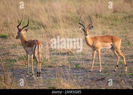 Impala maschio (Aepyceros melampus) nella prateria di Khwai concessione, Okavango Delta, Botswana, Sud Africa Foto Stock