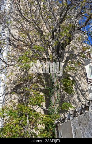 Molto grande albero che cresce accanto a un blocco di appartamenti che gettano ombre sulla parete. Foto Stock