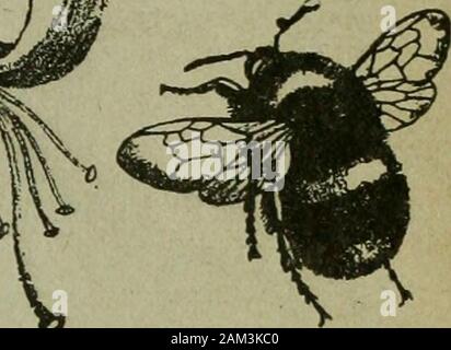 L'entomologo di registrare e ufficiale di variazione . f&. .^ENTOMOLOGI RECORD E UFFICIALE DI VARIAZIONE a cura di J. AV. TUTT, F.E.S. Assistito da T. HUDSON BEARE, b.sc, f.e.s., f.r.s.e.M. BURR, F.Z.S., F.E.S. T. A. CHAPMAN, m.d., f.z.r., f.e.s. L. B. PROUT, F.E.S. H. S. J.K.LONDON, F.z.s.,r.E.I Luglio 1st, 1900. Foto Stock