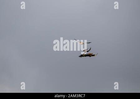 Red kites in lotta per il cibo Foto Stock