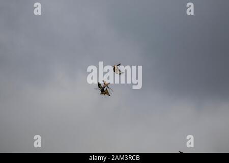 Red kites in lotta per il cibo Foto Stock