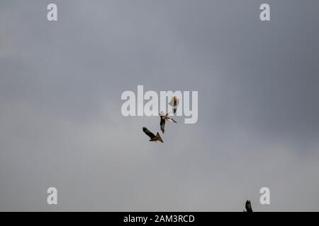 Red kites in lotta per il cibo Foto Stock