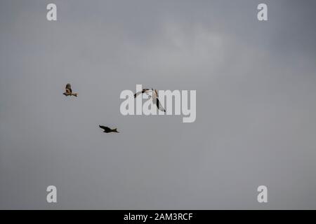 Red kites in lotta per il cibo Foto Stock