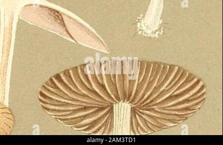 Le illustrazioni della British funghi Hymenomycetes), per servire come un atlante per il "Handbook of British funghi' . III I i ,. Foto Stock