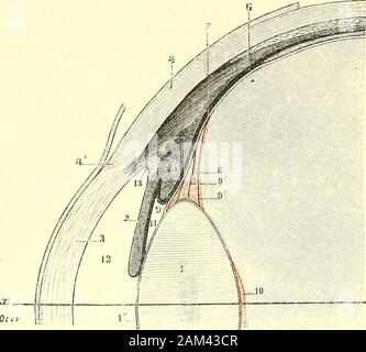 Traité d'anatomie humaine . emble, vu sur unecoupe méridienne deloeil (fig. 319), revêtlimage dun triangledont le sommet regarde lora serrata et dont la base, dirigée en sens opposé,répond à la fois à la cristalloïde antérieure à la ligne équatoriale &lt;?! À la cristal-loïde postérieure. Il résulte encore de cet éparpillement des libres constitutives de la zonula, formazione quecette nest plus représentée, au voisinage du cristallin, par une mem brane-continuare, mais par une folla de petits cordages tendineux (fig. 32^).suivant des direzioni différentes et séparés les uns des autres par de Foto Stock