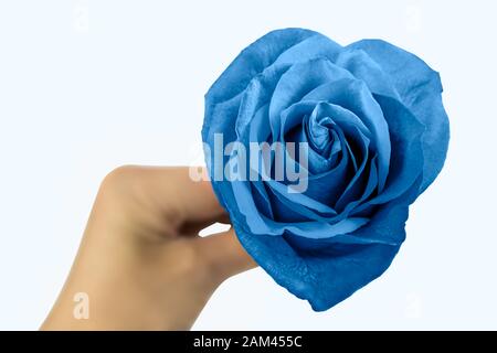 la mano della donna tiene una rosa blu. presente, regalo. san valentino. isolato su sfondo bianco Foto Stock