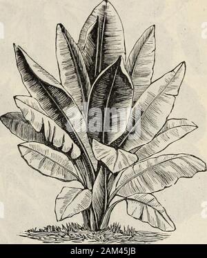 Farquhar del catalogo : la primavera 1904 . narie di ciuffi di foglie luminose, withpale verde e bianco a forma di campana orcups calyces; fiori bianco e viola; Agosto toSept., 1% di ft. 10 5220 MOMORDICA balsamina. Balsam Apple.incredibilmente bello arrampicata withrich annuale fogliame verde e giallo-oro wartedfruit conformata come un apple, che quando ripeopens, visualizzando la sua brillante crimson inte-rior. Questo affascinante vitigno è degno di coltivazione moregeneral; 10 ft. . Oz., .50 .su 5225 CHARANTIA. Balsam Pera. Il frutto di questo varietà è a forma di pera; altrimenti itresembles precedenti . . Oz., .50 .05 5230 MON Foto Stock