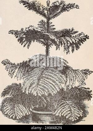 Catalogo delle lampadine, piante e semi per la caduta di piantare, 1898 . 4. piedini,$1,00; 8 a 10 pollici, 60c ciascuna.. Araucaria Excelsa (Isola Norfolk pino)-una brugola difermo handsomest di tutti gli alberi; piramidale in forma andvery simmetrico. 1 per cento piedi, $1.25 ciascuna. Cox seme e pianta Co.s catalogo autunno di lampadine, piante, ecc. Aran auto ia imbricata [Chili di pino o albero di scimmia)-a struttura fine regolare di forma piramidale; foglie brightgreen, ampio, spessa, appuntita e reciprocamente sovrapposte. Noi offriamo loro più conveniente che abbia mai beenoffered prima. 2 metri di alberi, $2.00 ciascuno; iyz ft., $1.50.ciascuna. Azalea Indioa-fiori di w Foto Stock