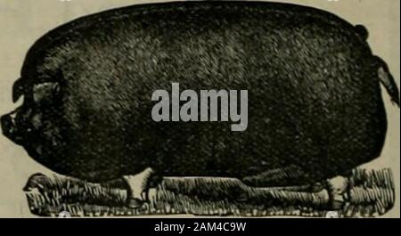 La piantatrice meridionale . ed economico. Oltre 175,000dei nostri riscaldatori in uso. Nessun carrello o slitta è completo senza uno. LEHMAN BROTHERS. Mfrs , 10 BOND ST. NEW YORK. Menzionare la piantatrice meridionale durante la scrittura. JAMES W. ERRINOER, Genl vendite occidentali Agt.,297 Wabash Ave, - Chicago, ill. SUNNY HOME allevamento di Aberdeen Angus di bestiame. Riproduttori IN SERVIZIO EULALIES ragazzino 41861 assistita dal barone ROSEBERRY,l'WESTERTOWN ROSE figlio di OAY BLACKBIRD (il sire di Gay Lad). La maggior parte delle principali famiglie di razza-Coquett. La regina madre, WestertownRose, Rose di Adno, Nosegay, viole, ecc.-discende da tale nota Foto Stock