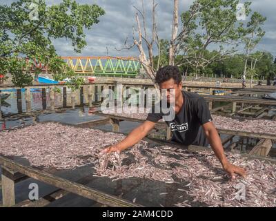 Kaimana, Papua Occidentale, Indonesia - 10 febbraio 2017: Un uomo locale asciuga piccoli pesci sulle reti a Kaimana, la pesca. 'Aktivitas menjemur ikan'. Testa di uccello P Foto Stock