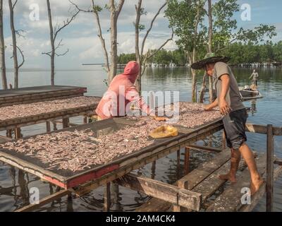 Kaimana, Papua Occidentale, Indonesia - 10 febbraio 2017: Un popolo locale asciuga piccoli pesci sulle reti a Kaimana, la pesca. 'Aktivitas menjemur ikan'. Eha dell'uccello Foto Stock