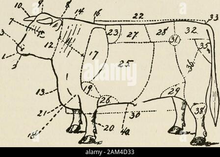 Il mondo della carne di futureAn conto delle scorte vive la posizione e le prospettive di carne di tutti i principali stock di paesi del mondo, con piena di elenchi di opere di congelamento . nder prevailinghigh prezzi per i feed e prezzi moderati per la carne bovina. Che i guadagni di thebest sono realizzati da vitelli circa otto mesi al thebeginning del periodo di alimentazione. Che si paga per selezionare thecalves attentamente, tenendo solo quelle che portano un equo quantitàdi scarnatura naturale e che non hanno mai avuto un set-back. Tipo Thatbeef e scarnatura naturale sono i fattori di controllo indetermining la lunghezza di tempo e quantità di mangime requiredto fi Foto Stock