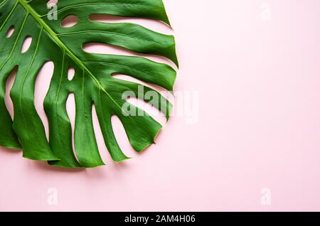 Tropical foglia di monstera sulla luce sfondo color pastello. Appartamento laico, vista dall'alto, copia dello spazio. Creative sfondo minima con foglie tropicali. Foto Stock