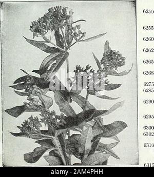 Farquhar's garden : annuale 1922 . Campanula persicifolia. CAMPANULA. (Bell-Flower.) Tutte le specie di Campanula sono eleganti quando in fiore evengono degno di essere largamente coltivato. Essi sono prevalentemente di hardy bi-ennials e piante perenni e è migliore per la semina di queste due classi in sindaco di giugno per piante a fiore la prossima estate.. 63006302 6310 6315 varietà perenni. carpatica. (CarpathianBlneBeU.) ordinata ardito perenne growingin ciuffi compatti; fiori blu chiaro; in fiore per tutta l'estate; splen-did per mixed confini. 8 in.. . ... ... 5 oz., .75; carpatica alba. (Bianco Campana dei Carpazi.) bianco. oz., -75;Campan Foto Stock