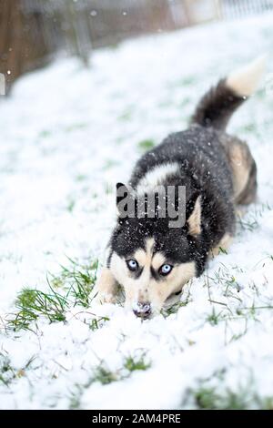 Cane Husky che cammina sulla strada nella neve. Cane Husky che cammina sulla strada nella neve. Ritratto di cani Husky. Foto Stock