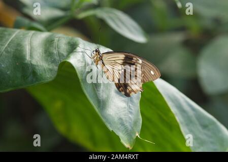 Farfalla su una foglia Foto Stock