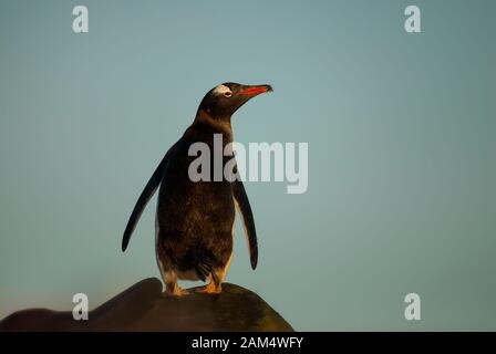 Primo piano di un pinguino di Gentoo su una roccia al tramonto, Isole Falkland. Foto Stock