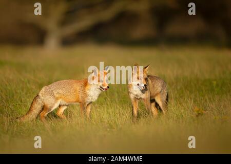 Primo piano di due divertenti volpi rossi (Vulpes vulpes) nel campo dell'erba. Foto Stock