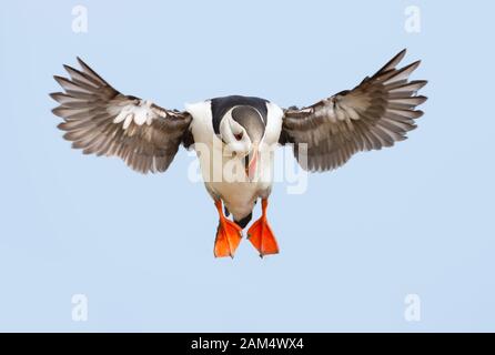 Primo piano di un puffin Atlantico (Fratercula arctica) in volo, isola Noss, Isole Shetland. Foto Stock