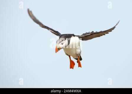 Primo piano di un puffin Atlantico (Fratercula arctica) in volo, isola Noss, Isole Shetland. Foto Stock