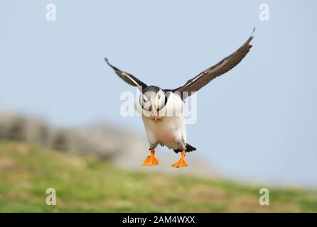 Primo piano di un puffin Atlantico (Fratercula arctica) in volo, isola Noss, Isole Shetland. Foto Stock