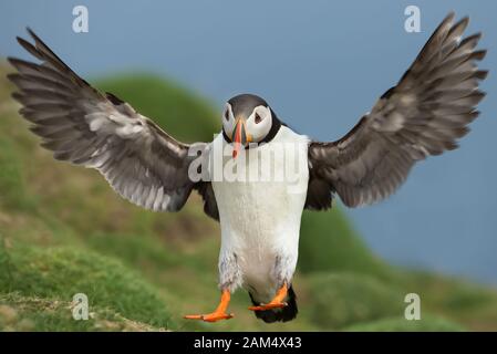 Primo piano di un puffin Atlantico (Fratercula arctica) in volo, isola Noss, Isole Shetland. Foto Stock