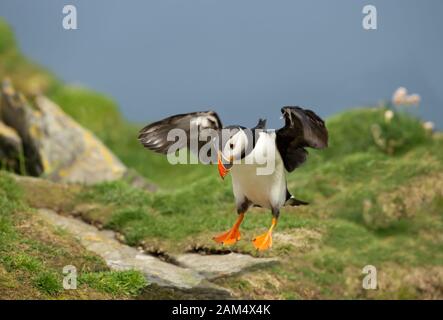 Primo piano di un puffin Atlantico (Fratercula arctica) in volo, isola Noss, Isole Shetland. Foto Stock