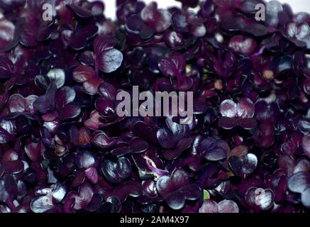 purple radish cress macro shot, vista ravvicinata di freschi germogli di ravanello viola in cucina per insalata o decorazione Foto Stock