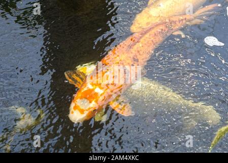 Koi in un esterno di koi pond Foto Stock