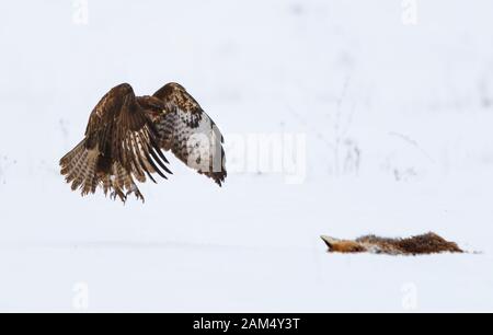 Buzzard comune, Buteo Buteo, nella neve con volpe morte Foto Stock