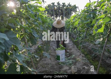 (200111) -- SANYA, 11 genn. 2020 (Xinhua) -- un agricoltore ortaggi raccolti nel quartiere Yazhou di Sanya, Cina del sud della provincia di Hainan, 5 gennaio 2020. Yazhou District è un importante hub di produzione vegetale in provincia di Hainan. (Foto di Pu Xiaoxu/Xinhua) Foto Stock