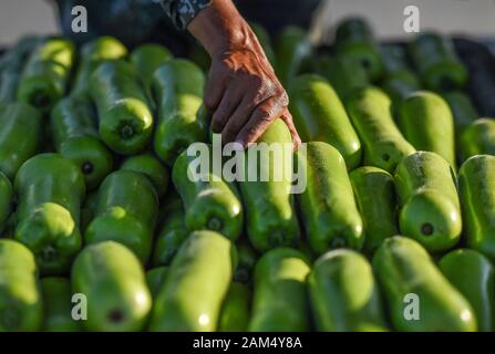 (200111) -- SANYA, 11 genn. 2020 (Xinhua) -- un agricoltore organizza le verdure nel quartiere Yazhou di Sanya, Cina del sud della provincia di Hainan, 5 gennaio 2020. Yazhou District è un importante hub di produzione vegetale in provincia di Hainan. (Foto di Pu Xiaoxu/Xinhua) Foto Stock