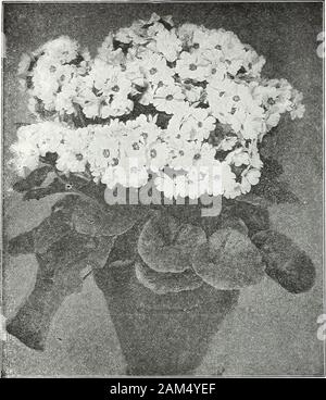 Farquhar's garden : annuale 1922 . ine abitudine .... ... ... ... 1. 00 6775 Fapquhaps salmoni giganti. Un ombra distinti, con grandi e attraenti travi reticolari di fioritura di una deUcatesalmon-rosa ... ... ... ... ... 1. 00 5780 Fapquhaps bianco gigante. Estremamente largetrusses di bianco puro e fiori di grande sostanza, bornewell al di sopra del fogliame ... ... ... ... 1. 00 5785 Duchessa gigante. Grandi fiori belli, bianco, Pkt,deliziosamente ombreggiato con una zona di rosa che circonda dsupporto grande primrose occhio ... ...... 5790 Fapquhaps Ruby Regina. Un affascinante varietà di abito elegante con fiori di colore rosso rubino 5792 Fapquhaps White Swan, Foto Stock