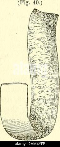 Nuovi elementi di chirurgia operativa . d come la nostra, o in realtà preferibile per semplici pezzi di biancheria. Articolo VII-Filasse. Le difficoltà che a volte sono esperti in ottenendo goodlint, hanno indotto le persone a cercare per sostanze che potrebbero takethe posto di esso. Lino, {la Jilasse,), di lana (la rimbalzo,), traino (Ietoupe,)moss, (la 77iousse,) impiegato in tutte le occasioni per paese persone,quando essi non hanno nulla di meglio, sono stati i primi che hanno offerto. È vero che in realtà Jilasse ;epresents peluria sotto le sue due princi-pal forme. Nello stato di preparato ffax è simile in alcuni meas-ura di lanugine in th Foto Stock